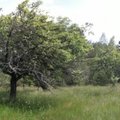 Naudingi Amšiejaus patarimai sode: priminė apie pamirštą unikalų senųjų obelų genėjimo metodą