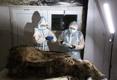 Sibire atrasto lokio mumija. Scanpix nuotr.