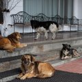 Nuo liepos 1 dienos išimtis atvykstantiems iš Ukrainos su gyvūnais augintiniais nebetaikoma
