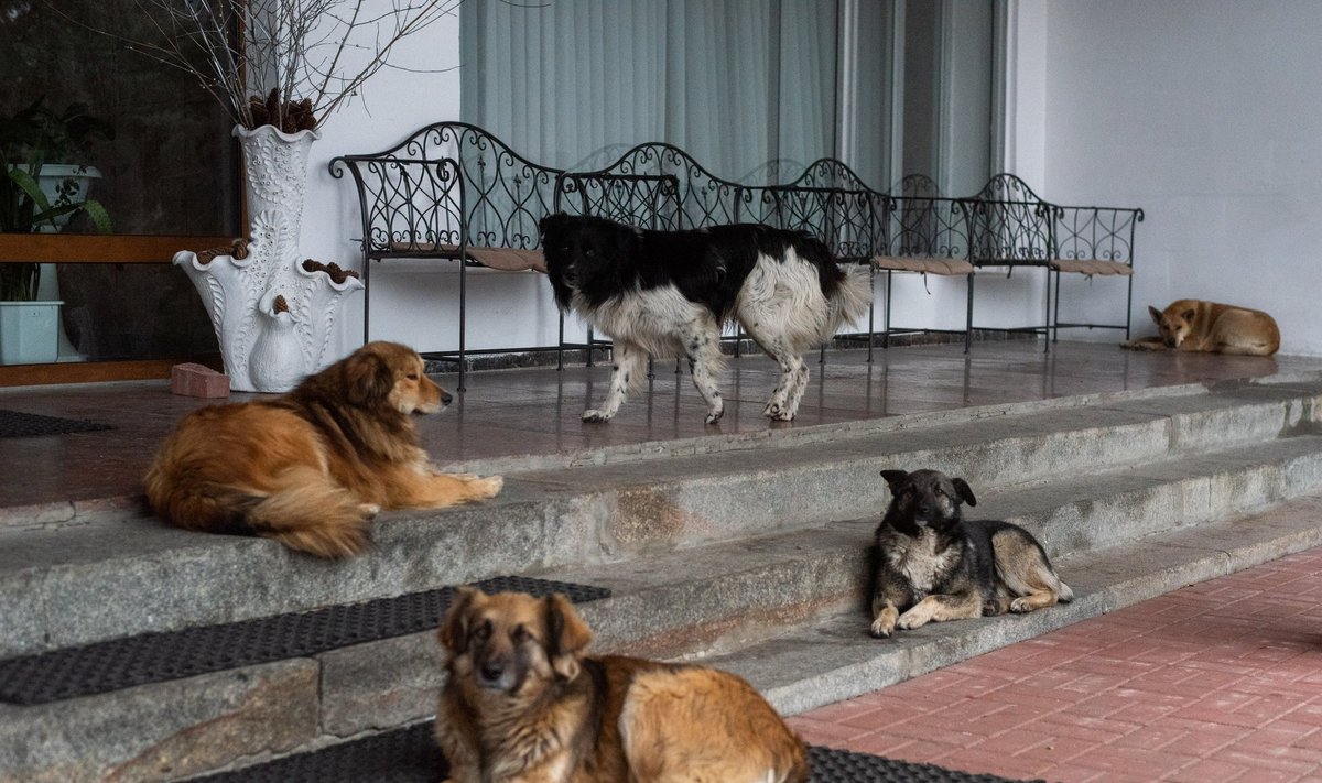 Naminiai gyvūnai Ukrainoje