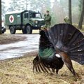 Dzūkijos glušėko pramogos Karšuvos girioje