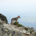 Aistė neįsivaizduoja kelionių be augintinės: kartu kopia ir į kalnus