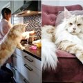 Milžiniškas katinas pavergė internautus: pažiūrėkite, koks gražuolis