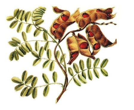 Augalas Abrus precatorius galėtų būti palyginamas su žalsvąja musmire