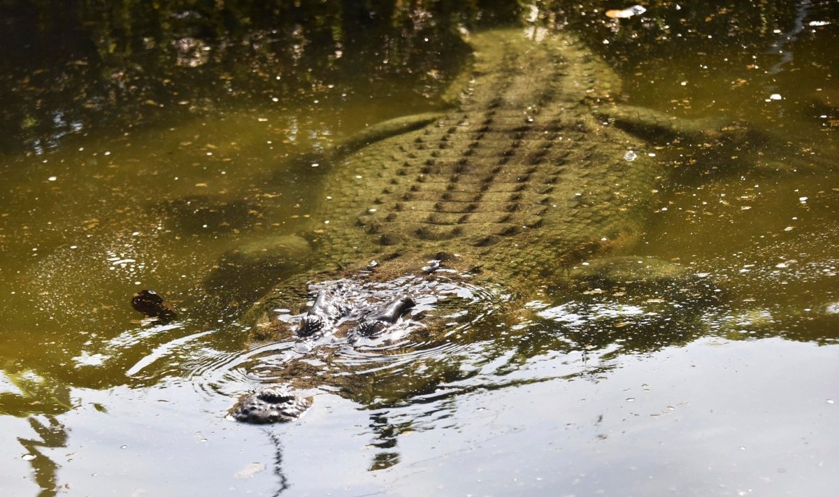 Krokodilas Australijoje