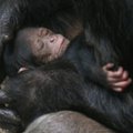 Šimpanzės gimimas PAR draustinyje bus tiesiogiai transliuojamas internete