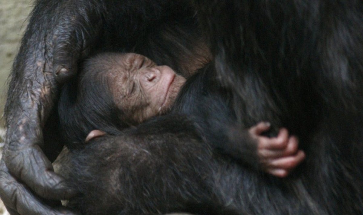 11 dienų amžiaus šimpanzės jauniklis