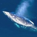 Pietų Kalifornijoje nufilmuotas migruojantis pilkasis banginis