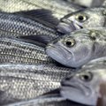 Priimta Lietuvos žuvininkystės sektoriaus ataskaita