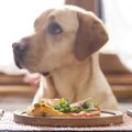 Maistas šunims: kaip žinoti, kokius kaulus jiems duoti