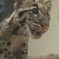 San Diego zoologijos sode – leopardukų debiutas