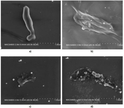 Atskirai indentifikuotas plazmos poveikis bakterijoms