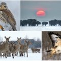 Žiemiška gamta: nuostabūs gyvūnų portretai
