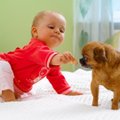 Šunį geriausiu žmogaus draugu pavertė krakmolo virškinimą užtikrinantys genai