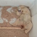 Pristatyta Berlyno zoologijos sode pasaulį išvydusi baltojo lokio mažylė