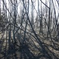 Gaisras Kuršių nerijoje: kodėl rusai ugnį užgesino greičiau nei lietuviai