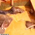 Kelias dienas buvo gelbėjami baseine užsibuvę drambliai