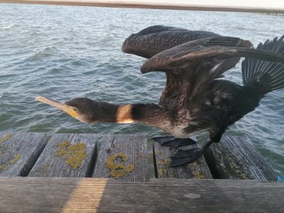 Didysis kormoranas ant Palangos tilto