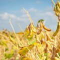 Lietuva galės uždrausti auginti GMO net jei ES tai leis