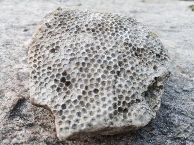 Į bičių korį panaši fosilija aptikta prie pat jūros kranto buvusios, bet jau sunykusios sodybos pamatų liekanose. E. Paplauskio/Pajūrio regioninio parko nuotr.