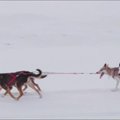 Mėgėjai su šunų kinkiniais varžėsi laukinėje Arkties gamtoje