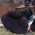 Gorila mama švelniai rūpinasi neseniai gimusiu jaunikliu