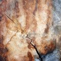 Kelių šimtų metų senumo medžio rievės rodo, kad XX a. prasidėjo šiurpi anomalija: pokyčiai – pavojingi