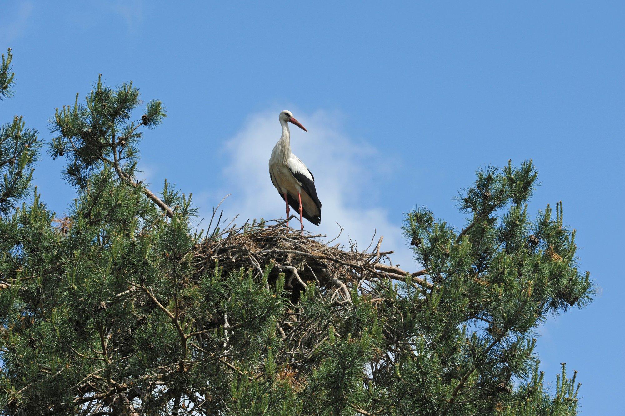 July 20, 2021, Hoskovice, Czech Republic: White storks on the nest near  Mnichovo Hradiste Airport watch