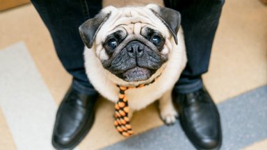 Purina socialinis projektas: gyvūnams draugiškų įmonių laukia malonios staigmenos
