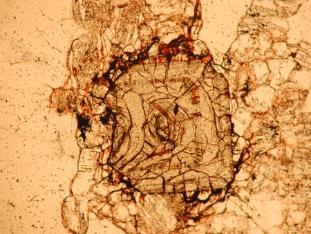 Retųjų žemių turintis mineralas - ortitas pro mikroskopą <br> ("Spectrum"/V. Kirkliauskaitės nuotr.)