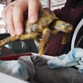 Jaunuolis iš Baltarusijos vežėsi nykstančios rūšies vėžlį: muitininkams teko gyvūną sulaikyti