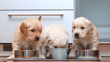 Ar tikrai tinkamai prižiūrime savo augintinius: šunų dresuotojos patarimai, kaip išrinkti maistą