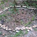 Grybautojas Egidijus miške aptiko mistišką reiškinį: ekspertas paaiškino, kodėl jie atsiranda