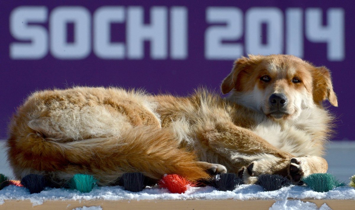 Benamiai šunys - įprasti Sočio olimpinių objektų lankytojai
