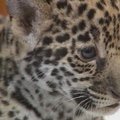 Rusijos zoologijos sode lankytojams pristatyti jaguaro jaunikliai