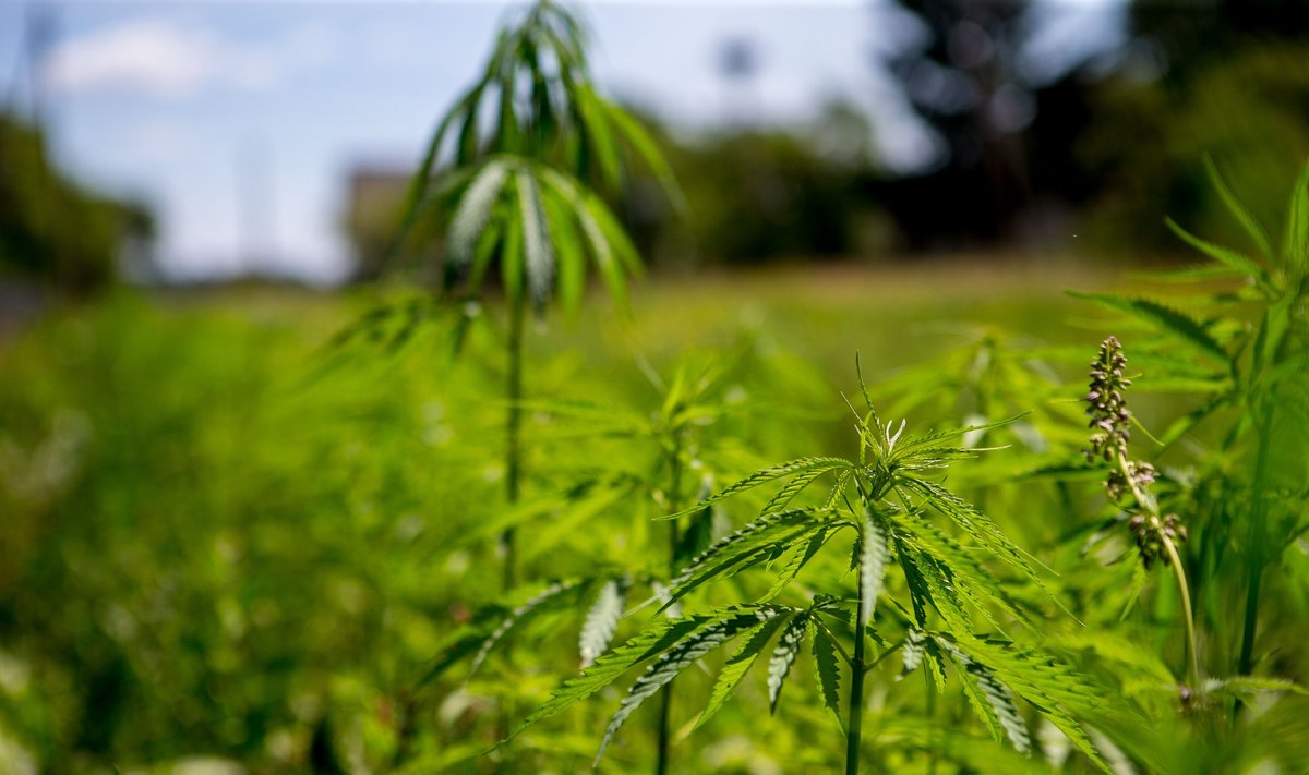 A farm of industrial hemp in Lithuania