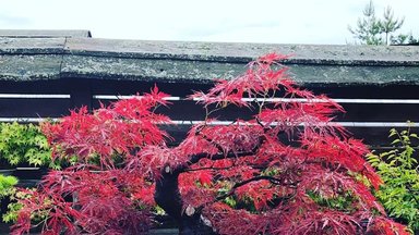 Kerintys vaizdai: Kretingos rajone gausiai žiedais apsipylė japoniškos bonsai azalijos