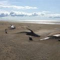 Tragiški vaizdai Islandijos paplūdimyje: bangos į krantą išmetė daugiau nei 60 banginių