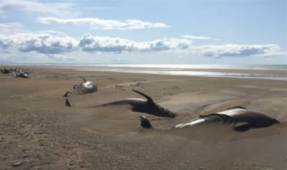 Nugaišę banginiai Islandijoje