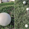 Kiemo pievoje išvydo tris baltus „kamuolius“: ekspertas pasakė, kas tai ir kuo jie tokie ypatingi