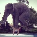 Honkonge pristatyta didžiulė dramblį laikančio žmogaus skulptūra