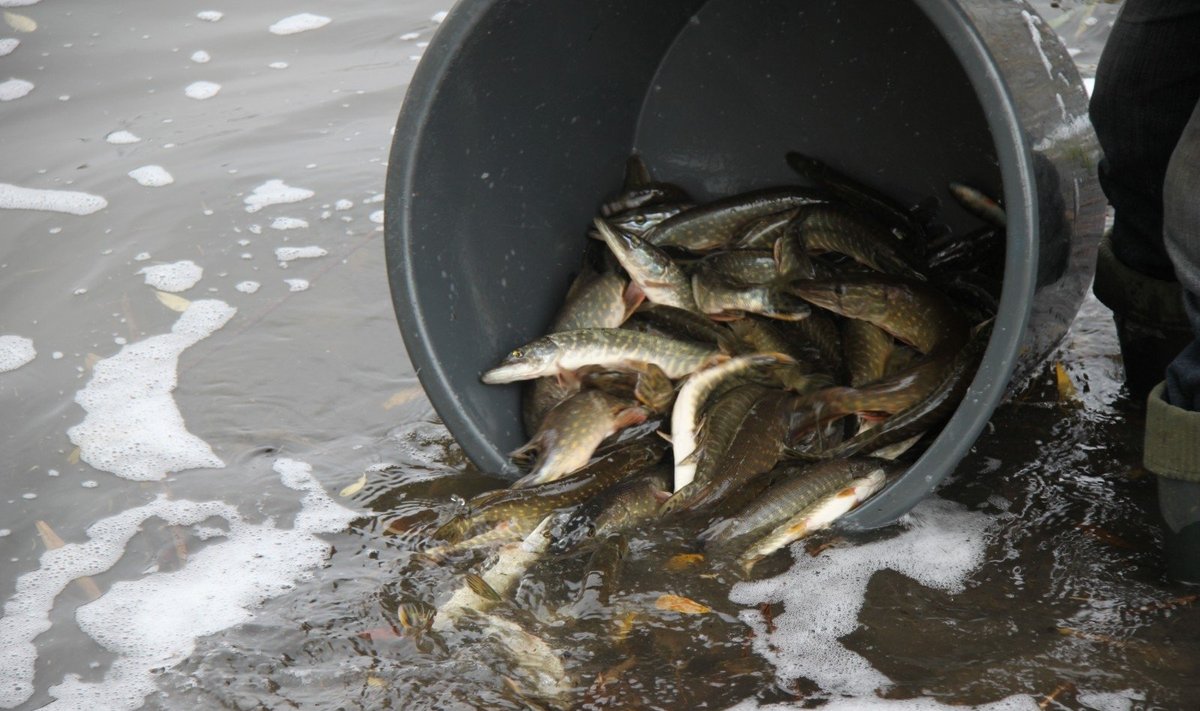 Į Šiaulių vandens telkinius vėl prileista naujų žuvų