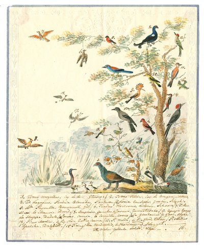 Konstantinas Tyzenhauzas (Žaludkas 1786–1853 Pastovys). Paukščių medis. Nacionalinis M. K. Čiurlionio dailės muziejus