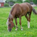 Nori arklius prilyginti augintiniams ir drausti skersti mėsai, tačiau tam pritaria ne visi