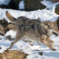 Vilkų medžiojimo sezonas baigėsi – kiek pilkių krito