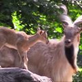 Į Bronkso zoologijos sodą atgabenta sraigtaragių ožių banda