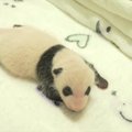 Kartu su pirmaisiais lankytojais pamatykite vos mėnesio pandų jauniklius