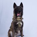 Trumpas Baltuosiuose rūmuose priims per operaciją prieš al Baghdadį sužeistą šunį