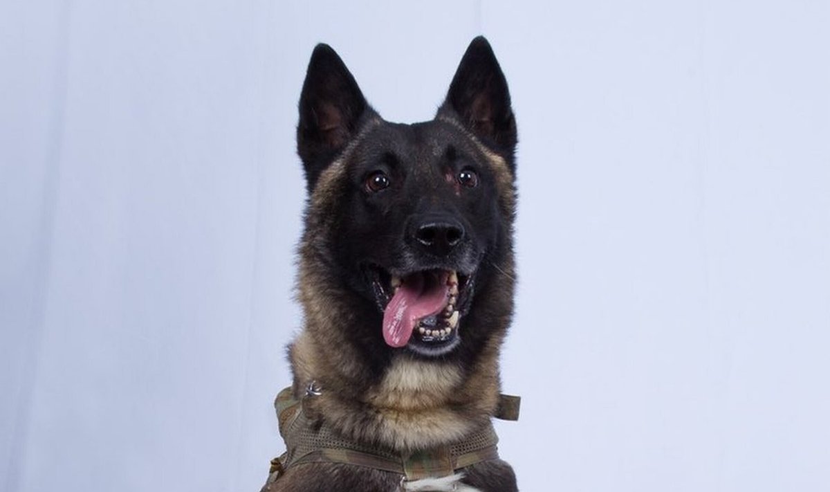 Baghdadi reide dalyvavęs tarnybinis šuo