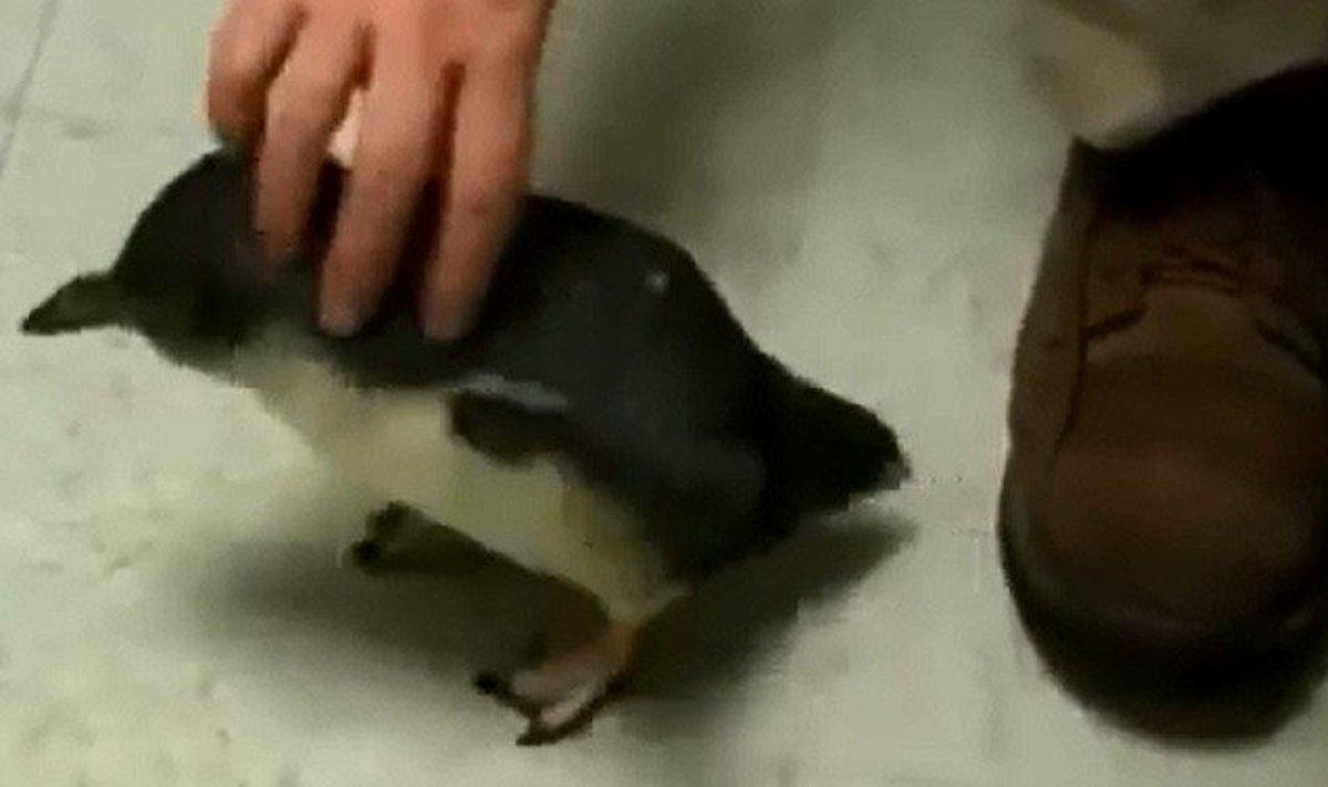 Kutenamas pingvinas